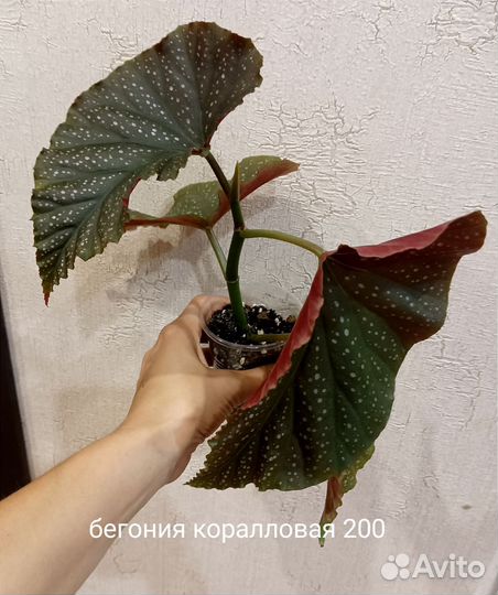 Бегония коралловая