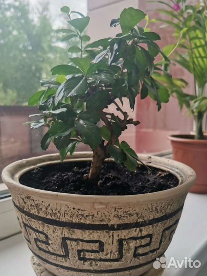 Комнатное дерево бонсай кармона