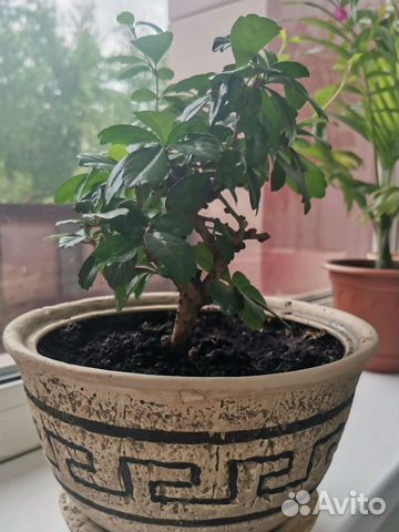 Комнатное дерево бонсай кармона