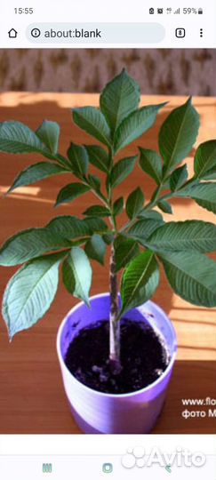 Аморфофаллус