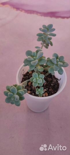 Суккуленты. Эхеверии, крассулы, крестовники