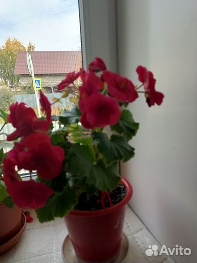 Бегония элатиор