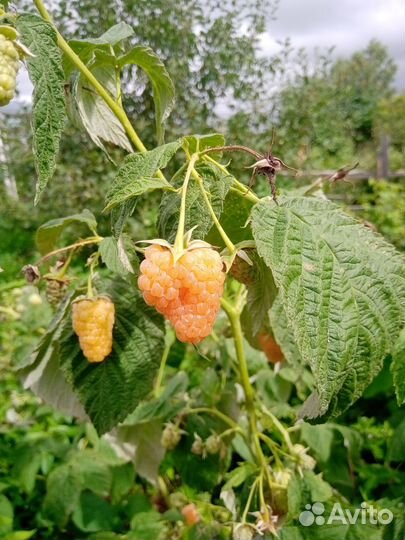 Саженцы малины элитных сортов