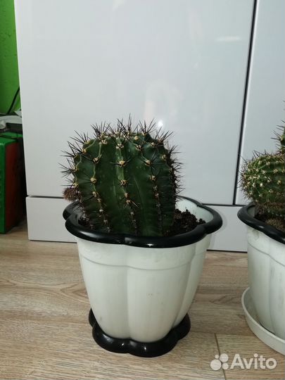 Кактус с горшком. Цветущий