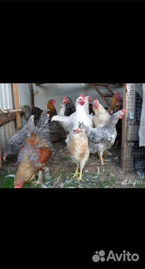 Молодые петухи