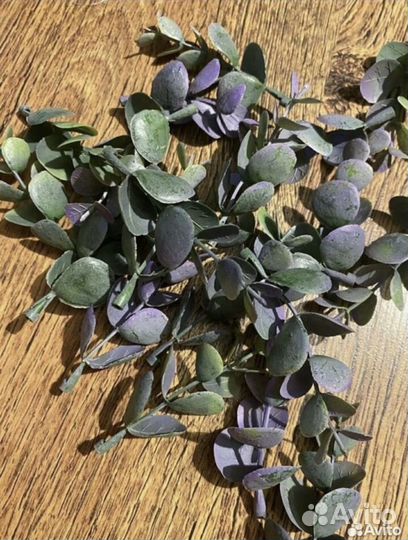 Декоративная зелень