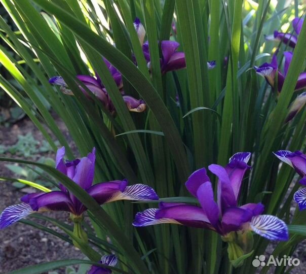 Ирис злаковый/ Ирис синий