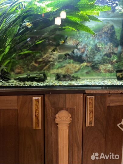 Аквариум с рыбками бу