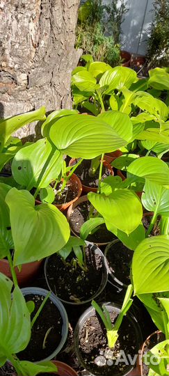 Хоста растение