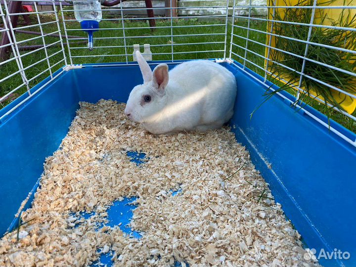 Декоративные кролики