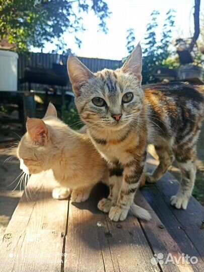 Кошечка 4 месяца