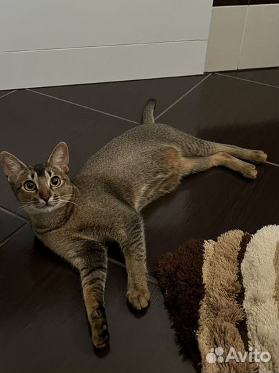 Вязка кошка