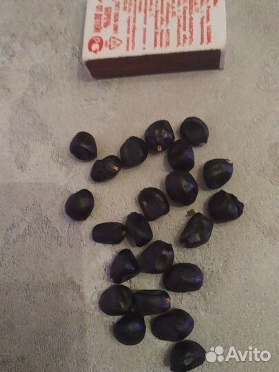 Семена древовидного пиона 10шт