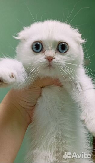 Голубоглазая блондинка