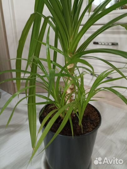 Пальма панданус