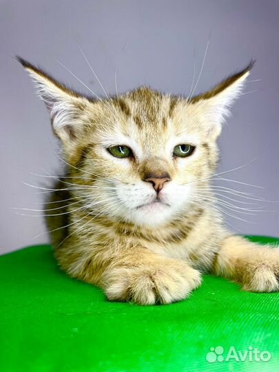 Пиксибоб, котята-рысята