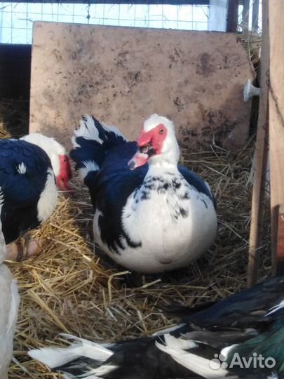 Продаётся птица