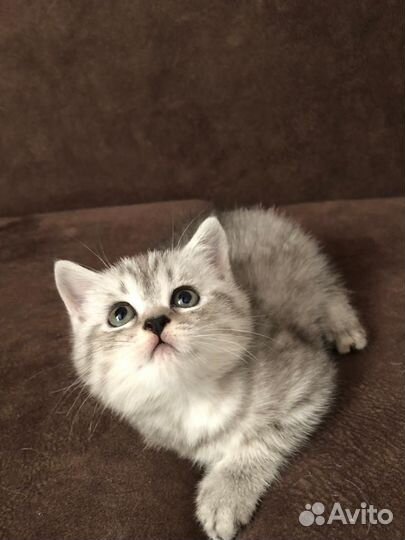 Британский котенок