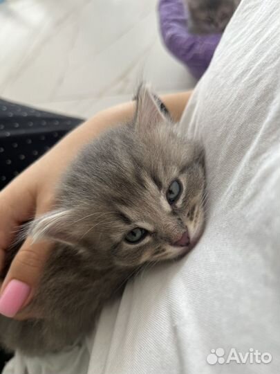 Котенок девочка в дар