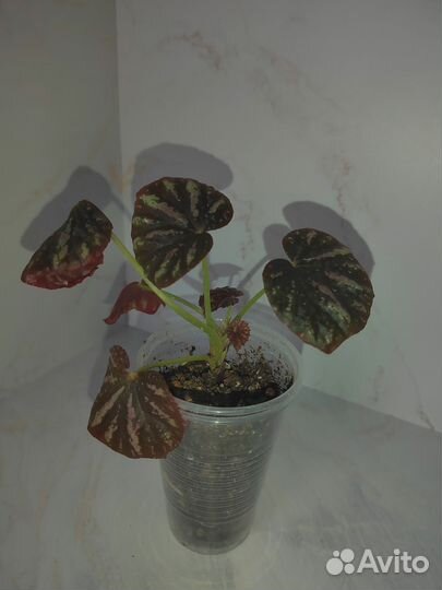 Комнатные растения