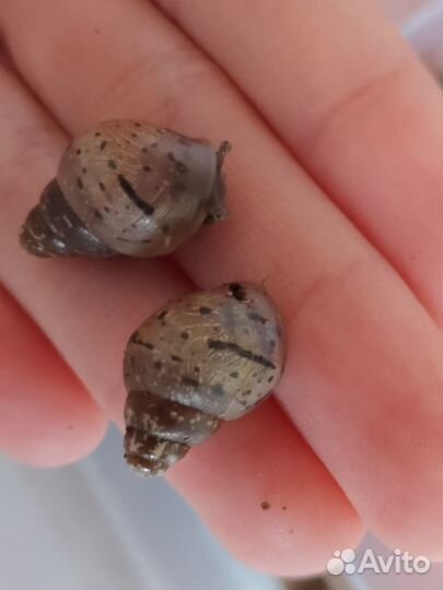 Улитята ахатины