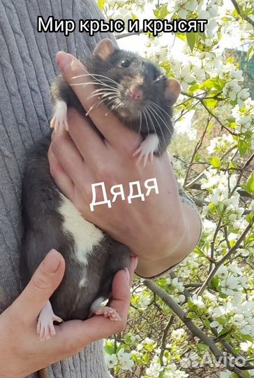 Крыса Крысёнок Сиамская девочка 3 мес