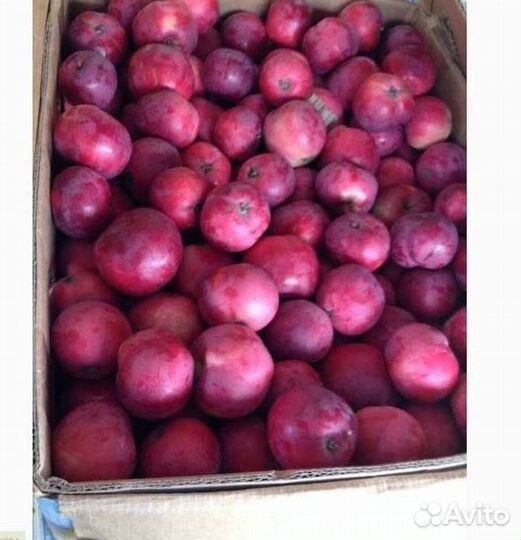 Саженцы яблони Звездочка