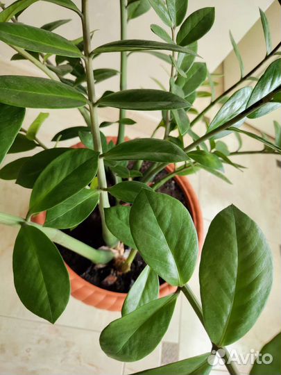 Замиокулькас