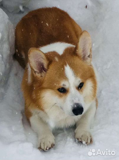 Вельш-корги пемброк вязка