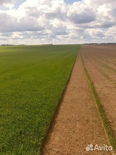 Рулонный газон