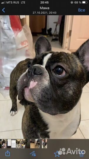 Вязка Французский бульдог