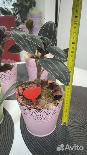 Лудизия драгоценная орхидея