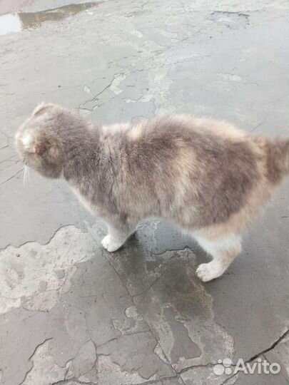 Спасите кошку