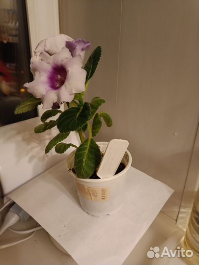 Глоксиния цветущая сиреневая