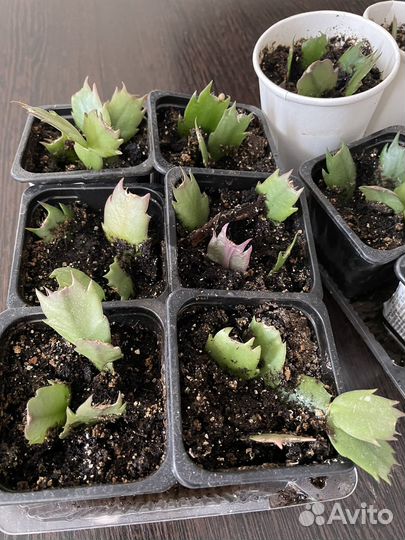 Комнатные растения