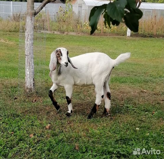 Коза нубийская