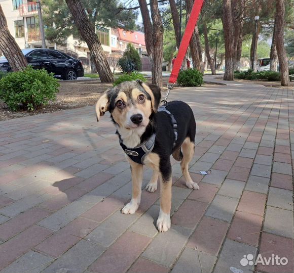 Щенок в добрые руки