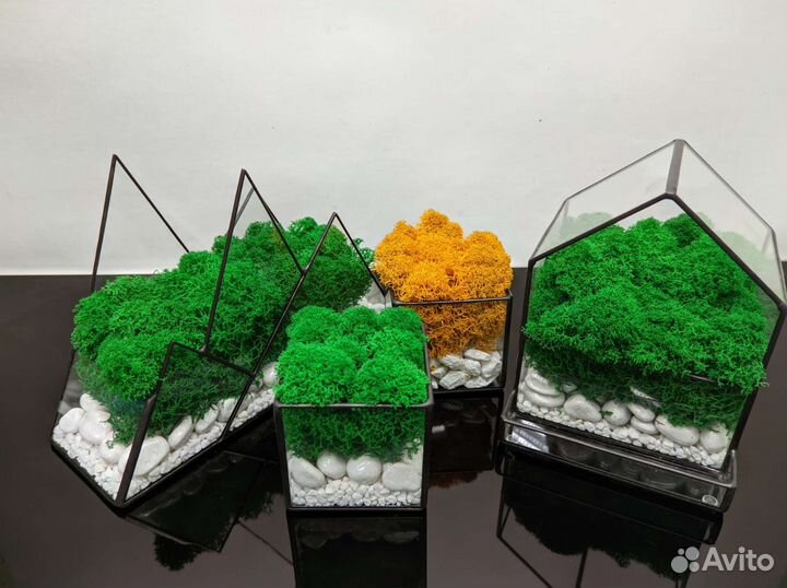 Флорариум со мхом