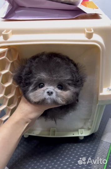 Мальтипу микро из Китая тикап тедди excluzive