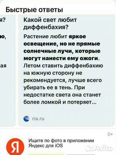 Диффенбахия