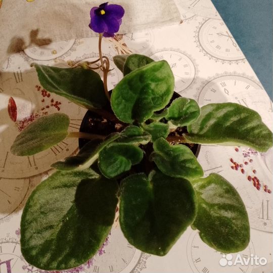 Комнатные цветы фиалки