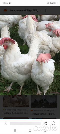 Куры молодки,несушки