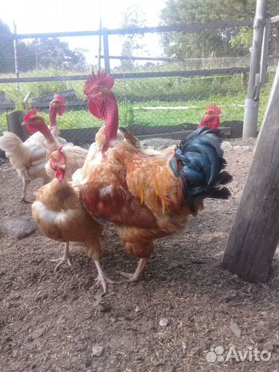 Голошеие: инкубационное яйцо