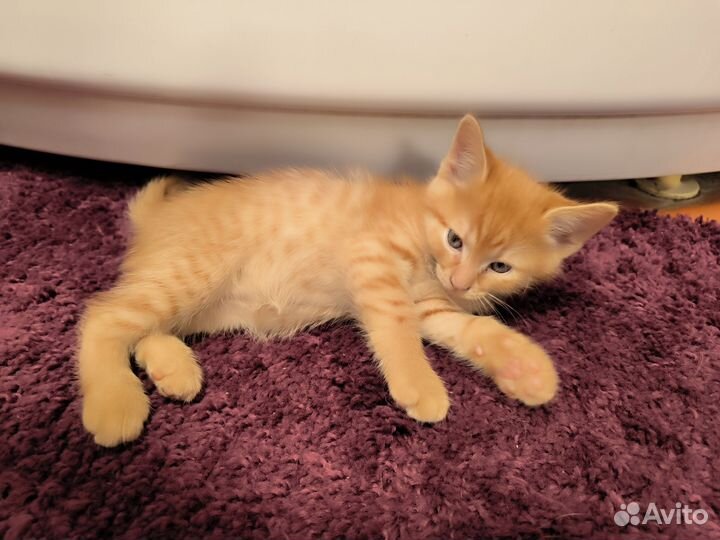 Отдам в добрые руки