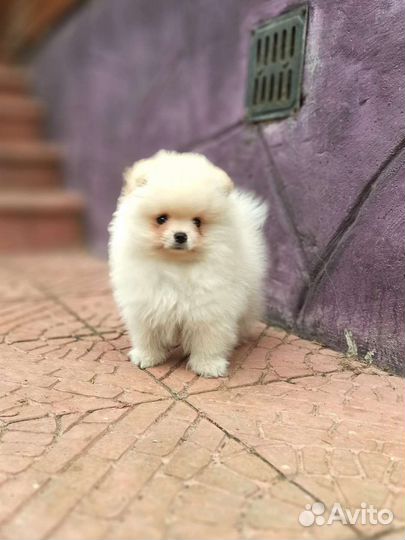 Кремовый мальчишка РКФ