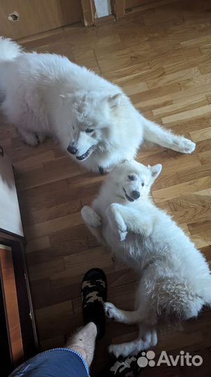 Белая швейцарская овчарка