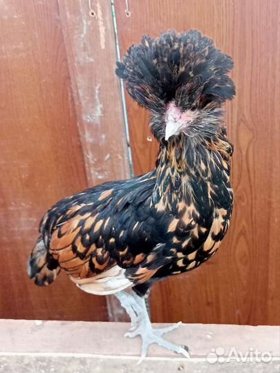 Куры молодки