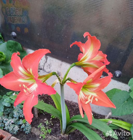 Комнатное растение Гиппеаструм