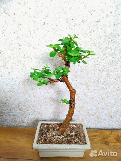 Бонсай Портулакария