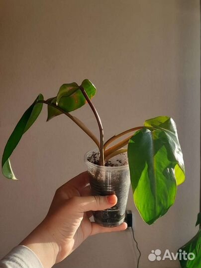 Филодендрон краснеющий